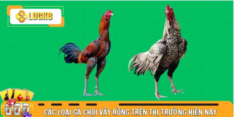 Các loại gà chọi vảy rồng đặc biệt trên thị trường hiện nay