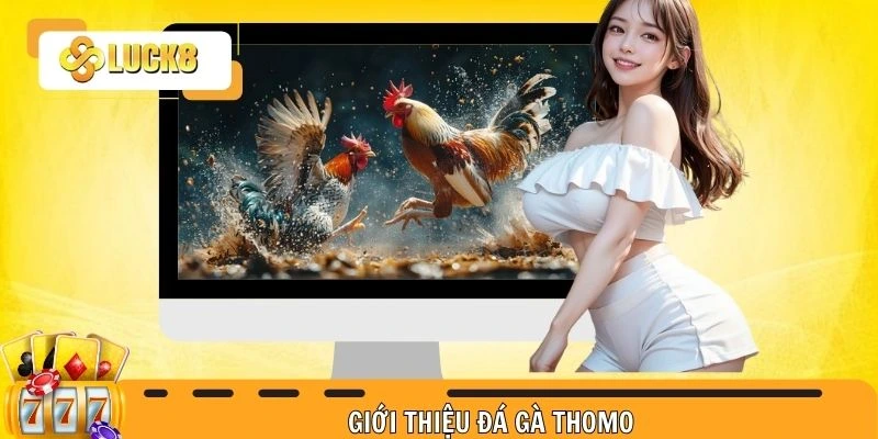 Giới thiệu đá gà Thomo hấp dẫn đầy thú vị